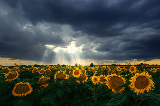 Glory IV.